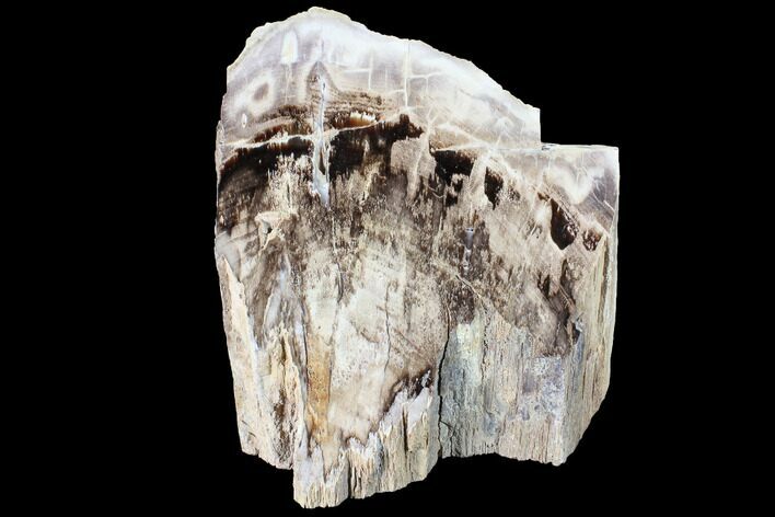 Free-Standing Petrified Wood (Hardwood) - McDermitt, OR #87585